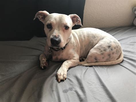 Half Pitbull, Half Chihuahua : r/pics