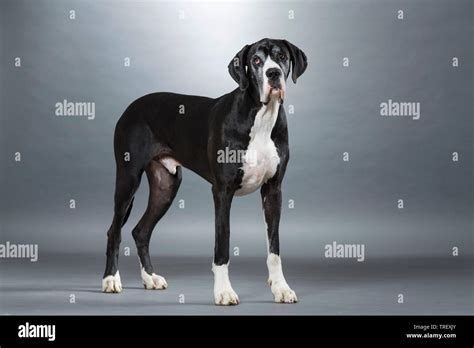 Great dane hi-res stock photography and images - Alamy