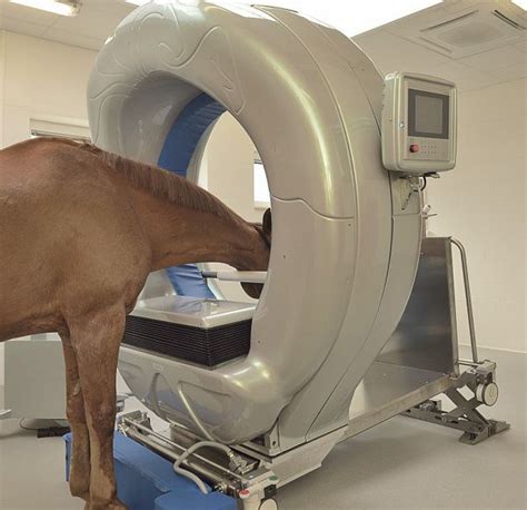 Veterinary Ct Scanner Pegaso™ Epica Medical Innovations For Equines