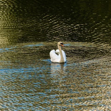 Premium Photo Swan Swimming In Water