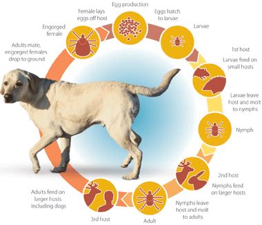 How Fast Does Lyme Disease Show Up In Dogs?