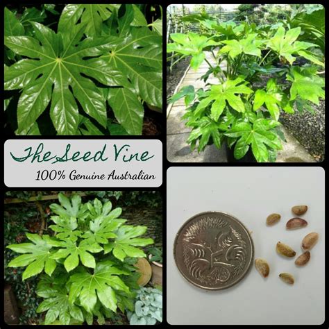 Fatsia japonica - Japanese Aralia - The Seed Vine