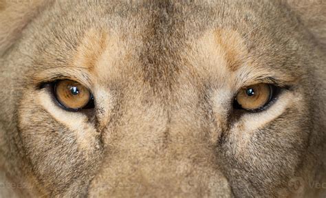 female lion eyes close up 3613964 Stock Photo at Vecteezy