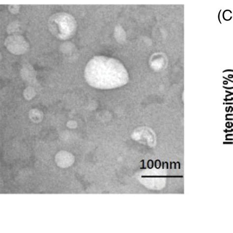 Schematic Of Nm Afgf Peg Lips Combined With Utmd Mediated Nm Afgf For