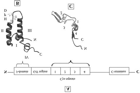 Diagrammatic Representation Of The Structural Features Of E Coli Dnaj