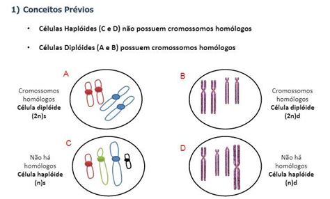 qual desses dois tipos de células haploide ou diploide tem participação