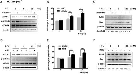 MiR 338 3p Inhibitor Sensitizes HCT116 P53 Cells To 5 FU By