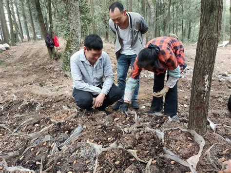 大方县对江镇：不负春日好时光 林下天麻种植忙发展产业技术