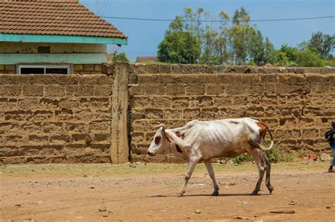 Cow Walking On The Village Street In Africa Stock Photo Image Of