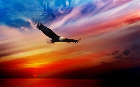 HD wallpaper: bird, fly, eagle, bird of prey, flying, bald eagle ...