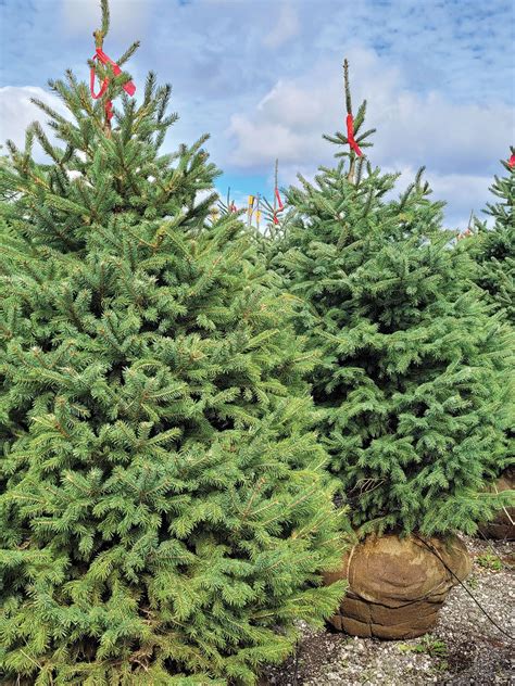 Black Hills Spruce Johnsons Nursery Kb
