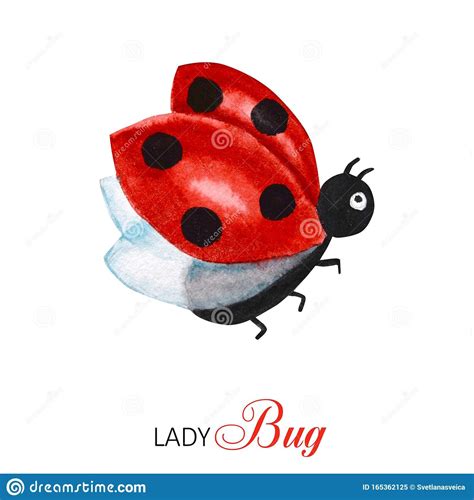 Illustration About Watercolor Ladybug Flying Bright Cartoon Insects