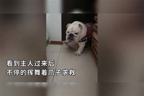 狗狗偷吃却不慎被困，朝主人挥舞爪子求救，狗狗：我错了下次还敢狗狗爪子主人