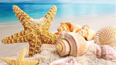 Seashell Desktop Wallpapers Top Free Seashell Desktop Backgrounds