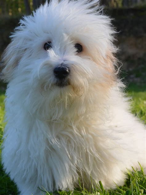Coton Tulear - Training Course on Coton Tulear