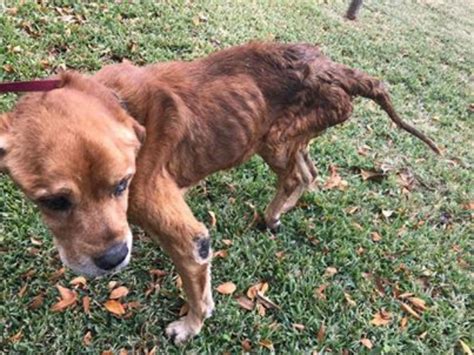 Heartbreaking Abused Dog Saved From Country Shelter At Last Minute