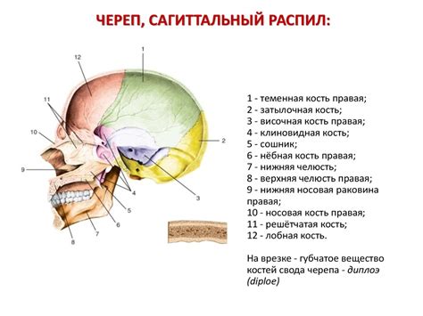 Анатомия костей черепа - online presentation
