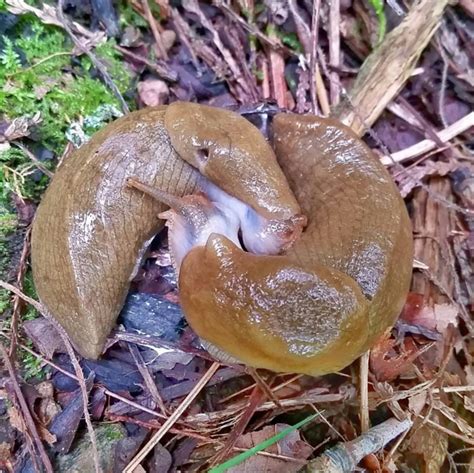 Pacific Banana Slug