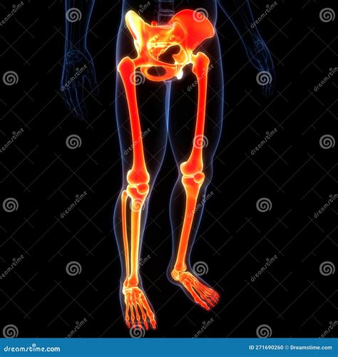 Human Skeleton System Lower Limbs Bone Joints Anatomy Stock