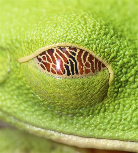 Red-eyed Tree Frog Has an Eye for Camouflage | Discover Magazine