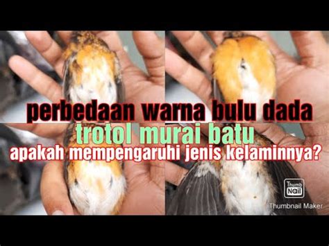 Perbedaan Warna Bulu Dada Trotol Murai Batu Jantan Dan Betina Youtube