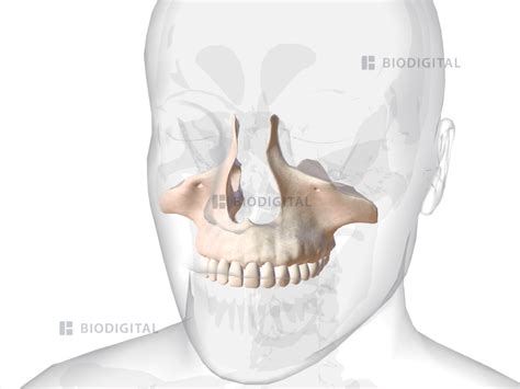 Upper jaw | BioDigital Anatomy