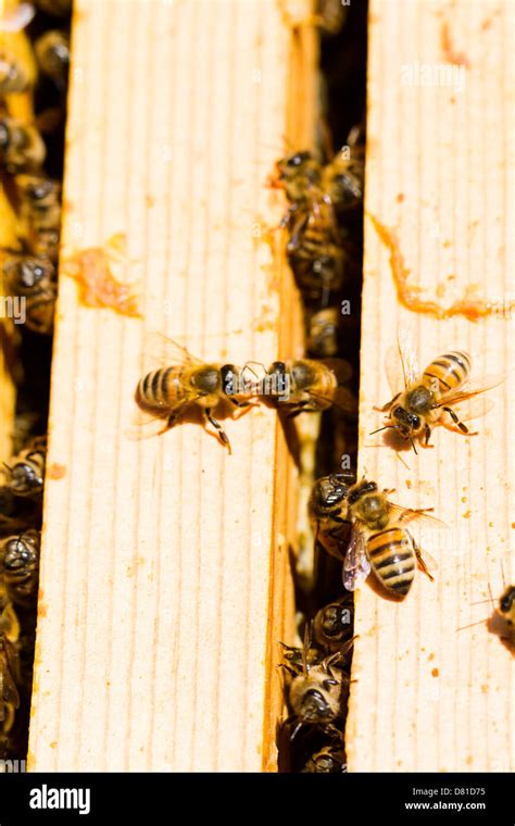 Bees Working On Honeycomb Stock Photo Alamy