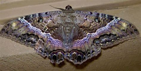 Black Witch Moth - BWM - Ascalapha odorata | Black witch moth, Moth ...