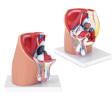 Buy UIGJIOG Male Reproductive System Model Pelvis Pelvic Cavity 3D Male