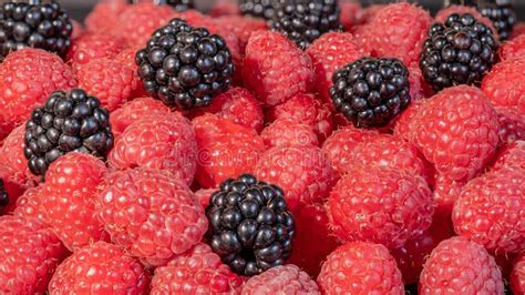 Maderas Maduras Y Frescas Moras Negras Sobre Frambuesas Rojas