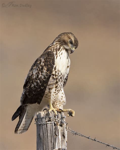 Juvenile Red Shouldered Hawk Tail