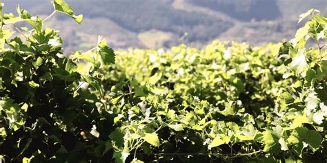 waimea west hops   hoppy investment