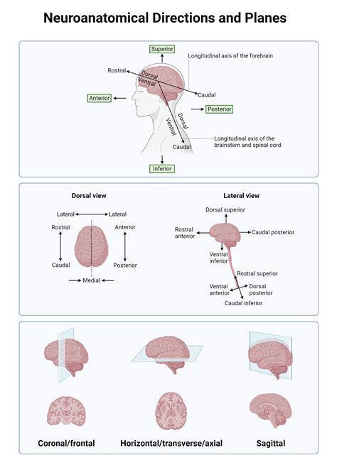 Human Neuroanatomical Directions And Planes Biorender Science Templates