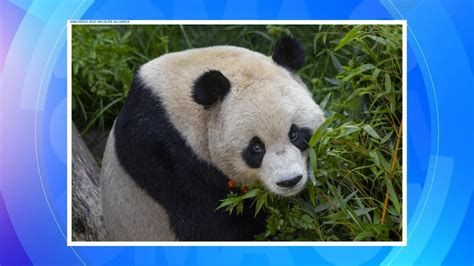 Video 1st look at new pandas at San Diego Zoo - ABC News