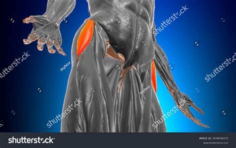 Tensor Fasciae Latae Muscle Anatomy Medical Stock Illustration 2038596272 Shutterstock