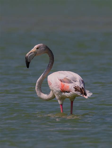 Flamingo Andrzej Rutka Flickr