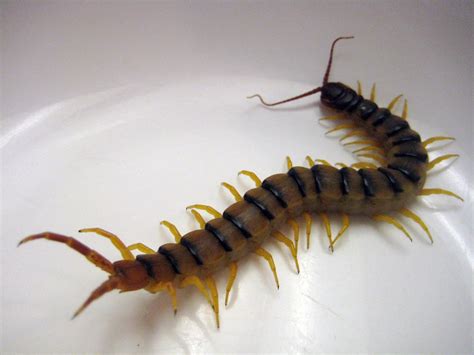 Prime Pest Solutions Whats The Difference Centipede Vs Millipede