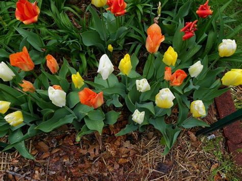 Emperor Tulips Truly Are Perennial
