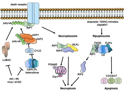 biochemistry  necroptosis mlkl protein