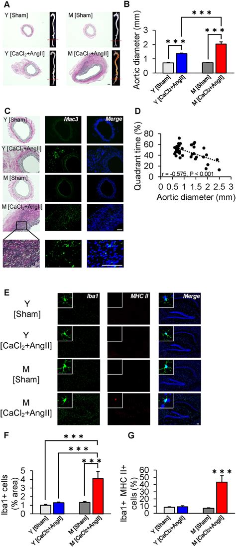 Enhanced Aortic Infiltration Of Macrophages And Microglial Activation Download Scientific