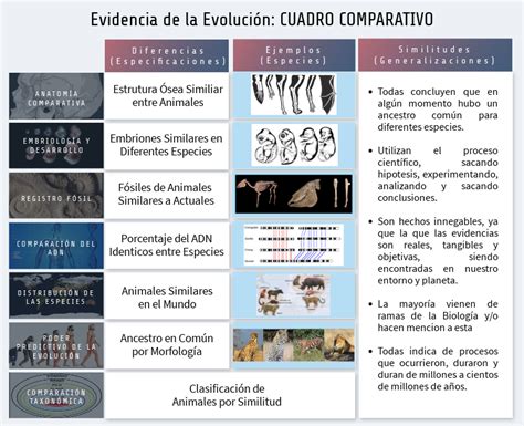 Evidencias De La Evolución