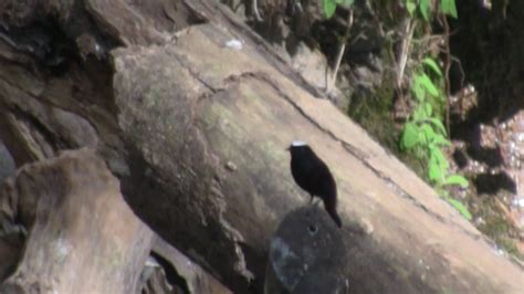 White Capped Water Redstart YouTube