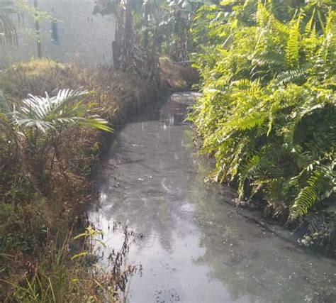 Lagi Lagi Diduga Limbah Cair PKS PT KCN Cemari Sungai Ngaso