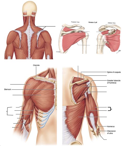 Shoulder Muscles Practical Diagram Quizlet