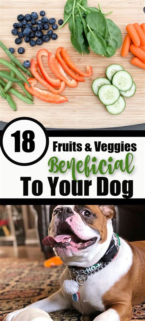 Vegetables Good For Dogs Your Dog May Love These Healthy Foods