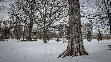 Park Chopina w sercu Gliwic przykrył śnieżny puch Natura wokół