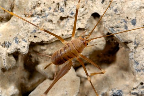 Subfamilia Dolichopodainae Naturalista Mexico