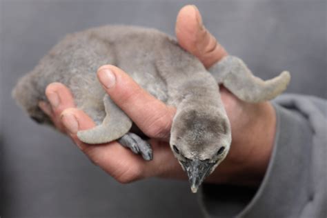 All You've Ever Wanted to Know About the Humboldt Penguin