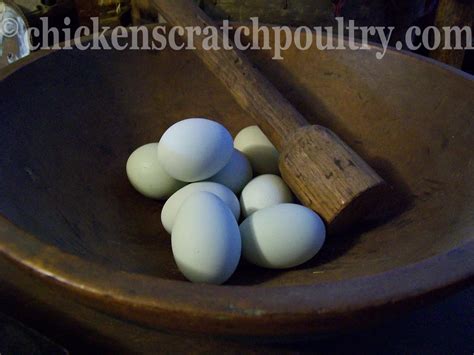 Araucana Chicks - Chicken Scratch Poultry