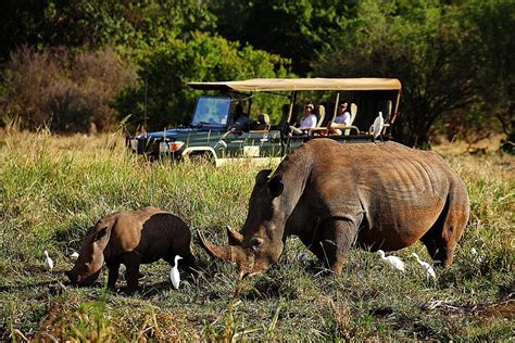 Best Places To See Rhino In Africa Aardvark Safaris